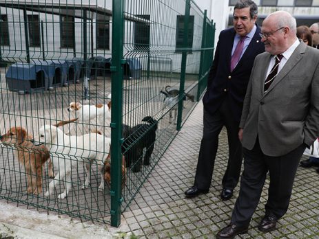 Governo promove campanha contra abandono de animais