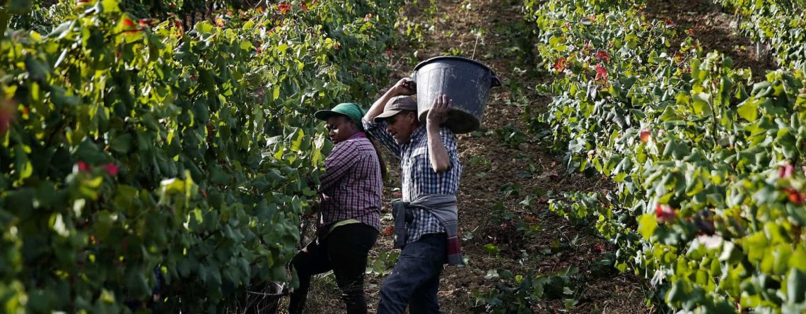Governo autoriza 1.903 hectares para novas plantações de vinha