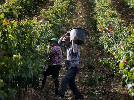 Governo autoriza 1.903 hectares para novas plantações de vinha