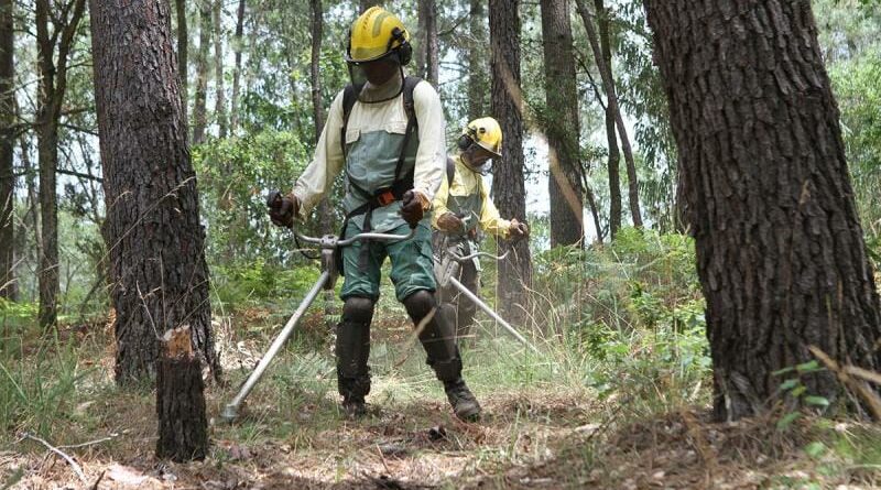 limpeza de florestas com beneficios fiscais