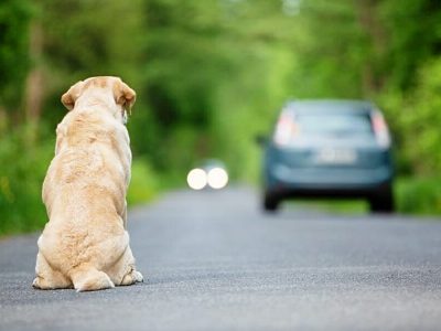 sistema-para-combater-abandonos-de-animais-de-companhia-entra-em-funcionamento-em-outubro