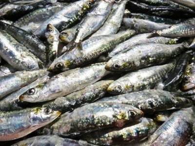 Pescas